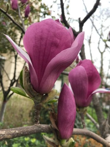 山中发红萼的 拼音(山中发红萼的意思)-第1张图片-