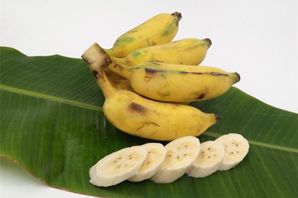 芭蕉的营养价值 芭蕉的好处是什么 芭蕉的营养价值 芭蕉的好处是什么