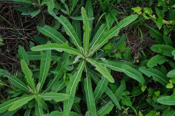 苣荬菜的功效与作用 苣荬菜的食用方法