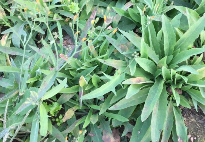 苣荬菜的功效与作用 苣荬菜的食用方法