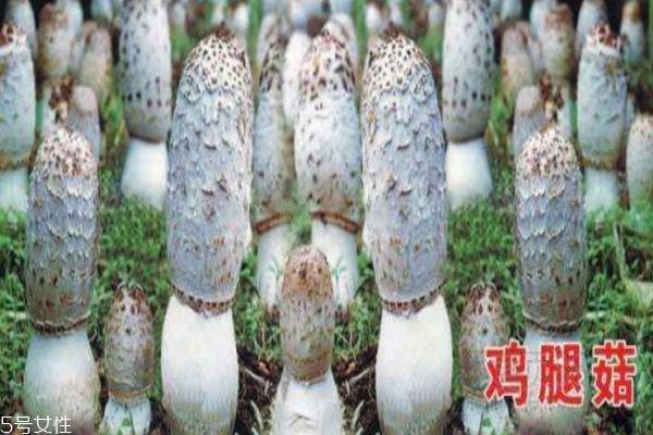 什么是鸡腿菇 鸡腿菇有什么功效呢 什么是鸡腿菇 鸡腿菇有什么功效呢