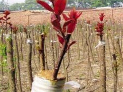 杏树什么时候嫁接最好(杏树的嫁接方法和时间)