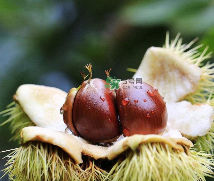 板栗能生吃吗?板栗生吃好还是熟吃好? 板栗能生吃吗?板栗生吃好还是熟吃好?