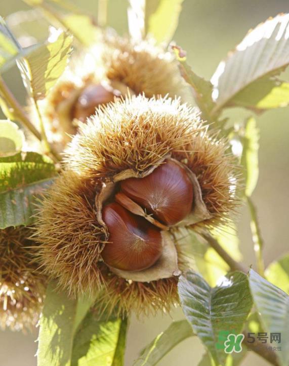 板栗能生吃吗?板栗生吃好还是熟吃好? 板栗能生吃吗?板栗生吃好还是熟吃好?